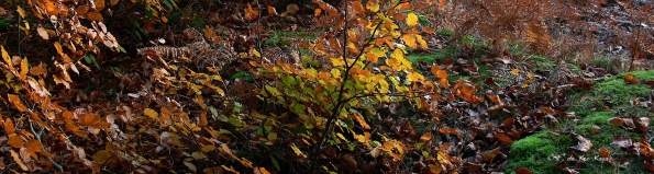 Chant d'automne 2012 (30)